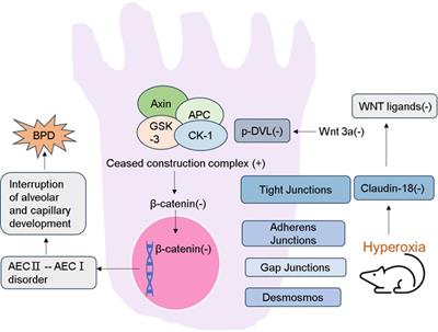 Claudin-18 expression under hyperoxia in neonatal lungs of bronchopulmonary dysplasia model rats